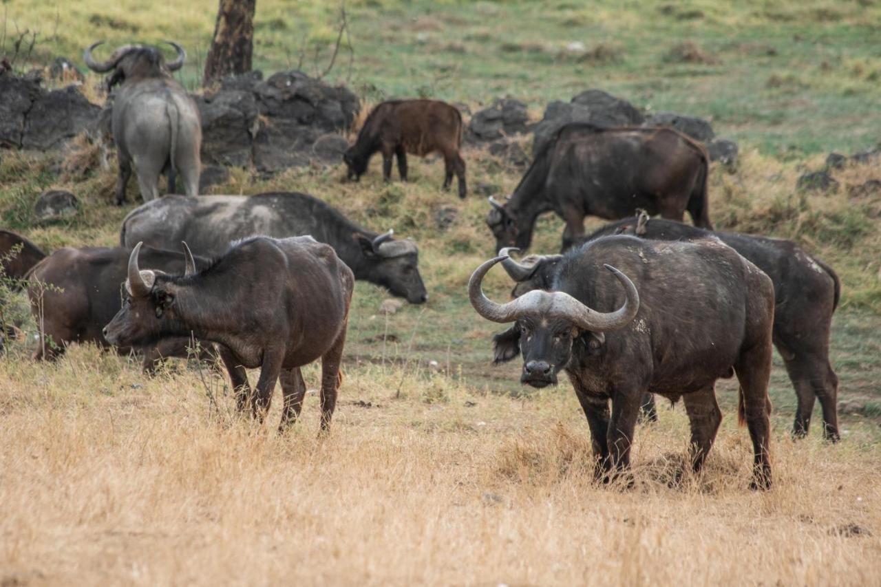 Sarova Lion Hill Game Lodge Νακούρου Εξωτερικό φωτογραφία