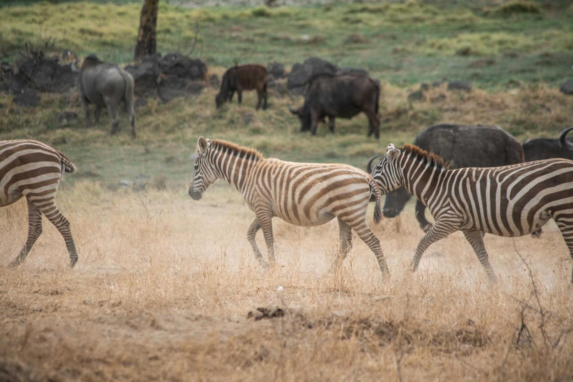 Sarova Lion Hill Game Lodge Νακούρου Εξωτερικό φωτογραφία