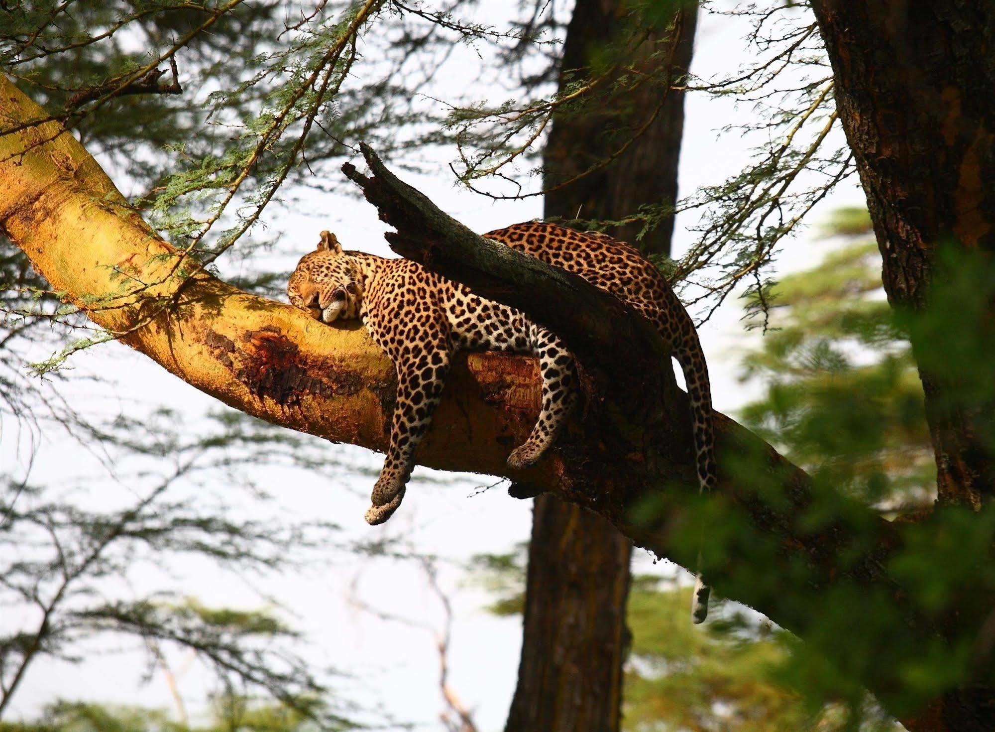 Sarova Lion Hill Game Lodge Νακούρου Εξωτερικό φωτογραφία
