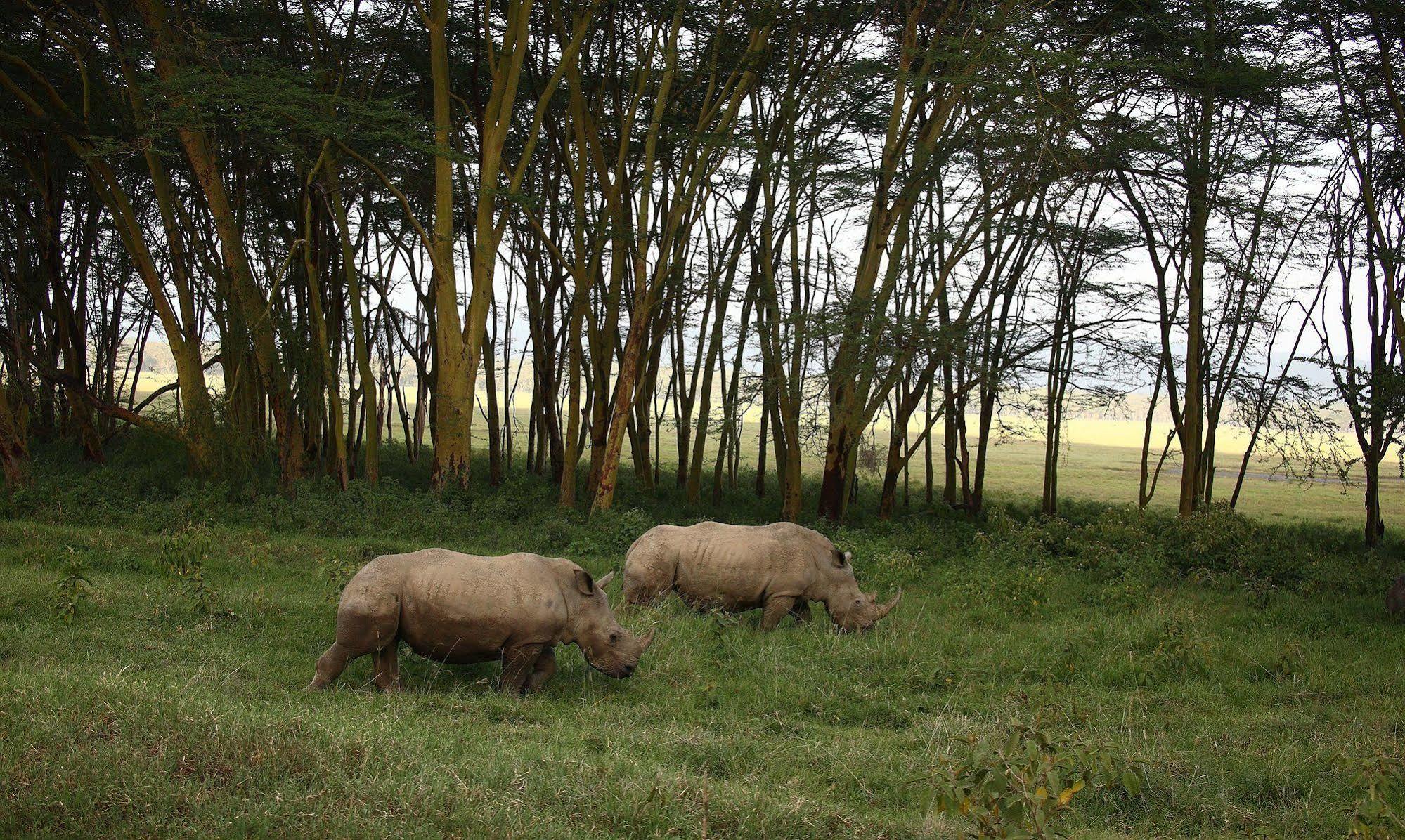Sarova Lion Hill Game Lodge Νακούρου Εξωτερικό φωτογραφία